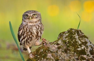 A little owl with a grasshopper.