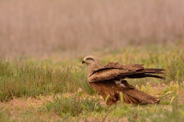 Black kite, Milvus migrans perched.