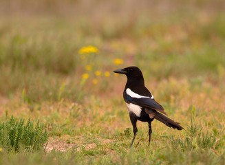 European magpie, magpie perching in the field.