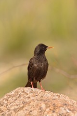 Spotless starling perched on a stone