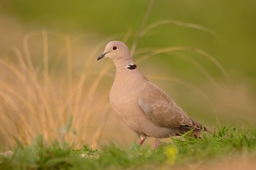 Eurasian collared dove, Streptopelia decaocto.