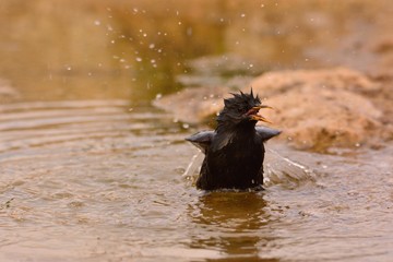 Spotless starling bathing in a pond.