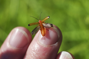 Bright orange soldier beetle sits on the human finger and spreads translucent wings to fly. On blurred background green summer meadow.