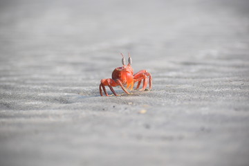 a crab in the beach
