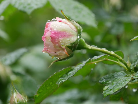 rosa-wei&szlig;e Rose mit Wasseertropfen