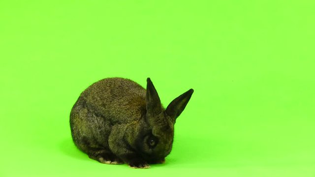 chewing rabbit on gren screen  (three months old)