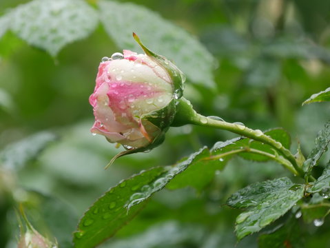rosa-wei&szlig;e Rose mit Wasseertropfen