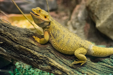 Green Brown Iguana Lizard Reptile Tree Stone Zoo