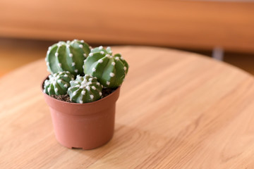Cactus in pots on the table