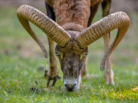 Mouflon sheep head frontal