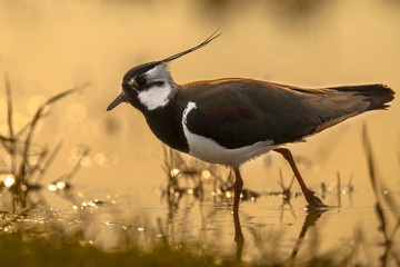 Back lit Northern Lapwing male