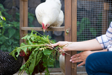 Unrecognisable woman feeding her free range chickens. Egg laying hens and young female farmer. Healthy organic eating lifestyle. © andreaobzerova