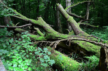 Naturnaher Wald mit umgestuerztem Baum