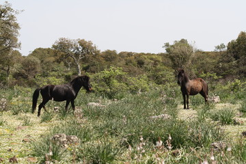 Cavallino della Giara di Gesturi, Sardegna