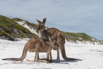 Kangaroos on the white beach of Lucky Bay, Cape Le Grand National Park, Western Australia