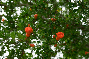 Spring Flowers in Halkidiki, Greece