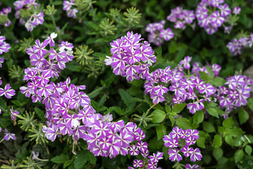 Field flowers in spring in Halkidiki, Greece