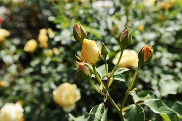 黄色いバラの蕾