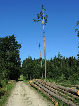 Wald; Waldweg; Fichtenwald; Nadelwald; Forstwirtschaft;