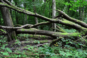 Naturnaher Wald mit umgestuerztem Baum