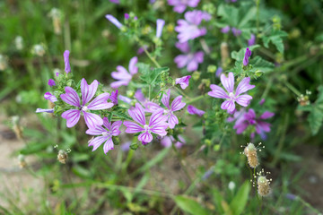 Field flowers in spring in Halkidiki, Greece