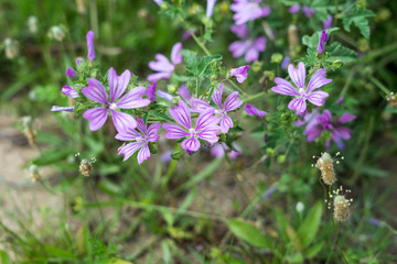 Field flowers in spring in Halkidiki, Greece