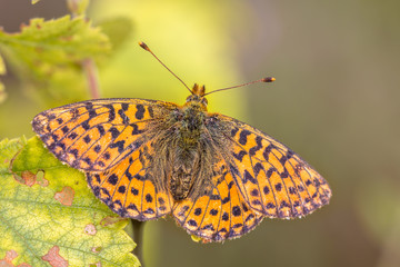 Cranberry Fritillary  warming wings in sun