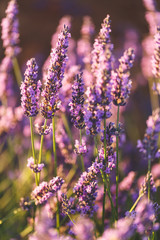 Obraz premium Fleurs de Lavande, Valensole, Provence, France