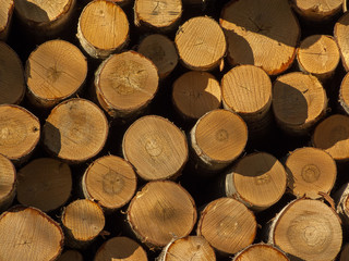 Natural wood, birch logs, knots texture background