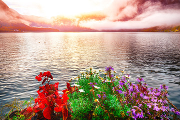 Foggy sunrise on Hallstatt lake. Flowers on foreground.