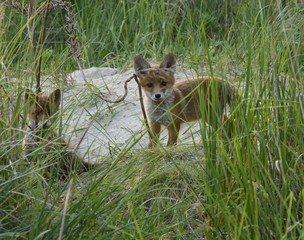 Zwei Fuchswelpen spielen am Bau