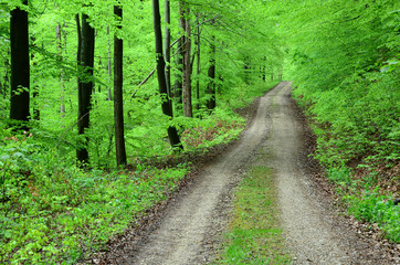 Waldweg im Laubwald im Fruehling