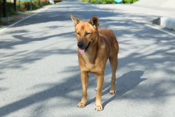 A Thai dog brown color with eyes looking to his owner. Royalty dog.