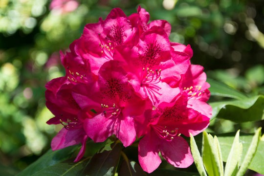 Pink flower - Rhododendron with green background
