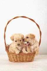 pieski,  piesek ,pies , psinka, młody piesek, przyjaźń, milusiński, milutki, miły ,słodki, sweet, little dogs, pieski w koszu, kundelki, kundel, szczeniaczki, szczeniaczek, kompozycja, domowe, przyjac © Ansza
