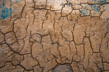 brown cracked tree bark