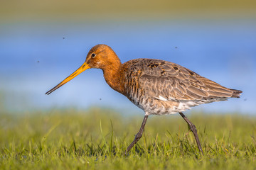 Close up of Black tailed Godwit wading through wetland