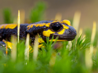 Sideview of Fire salamander on moss