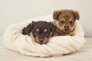 pieski,  piesek ,pies , psinka, młody piesek, przyjaźń, milusiński, milutki, miły ,słodki, sweet, little dogs, pieski w koszu, kundelki, kundel, szczeniaczki, szczeniaczek, kompozycja, domowe, przyjac