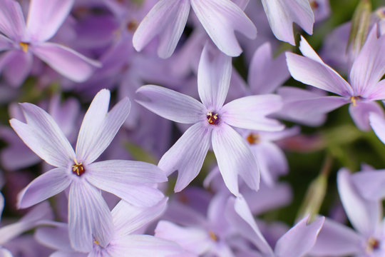 Forest flowers, flox. Bright color background, close-up.