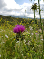 Pianta selvatica di Sardegna, cardo
