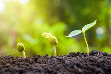 Seed plants are growing.They are growing step by step.One has root and grow under the soil and the other seed has leaves.They are growing among sunlight.Photo new life and  growing concept.