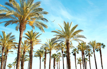 Obraz premium Travel, tourism, vacation, nature and summer holidays concept - palm trees, blue sky background amazing landscape