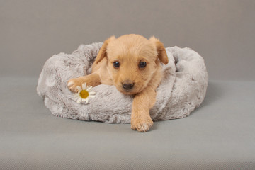 piesek,  piesek ,pies , psinka, młody piesek, przyjaźń, milusiński, milutki, miły ,słodki, sweet, little dogs, pieski w koszu, kundelki, kundel, szczeniaczki, szczeniaczek, kompozycja, domowe, przyjac © Ansza