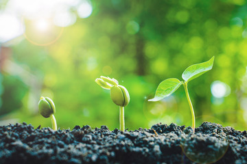 Seed plants are growing.They are growing step by step.One has root and grow under the soil and the other seed has leaves.They are growing among sunlight.Photo new life and  growing concept.