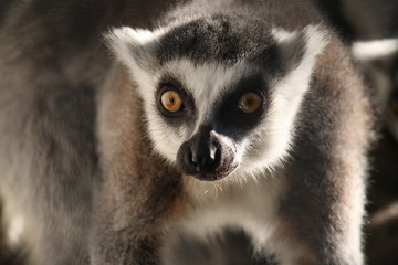 Obraz premium ワオキツネザル