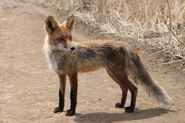 Fox