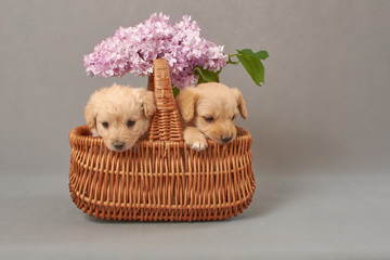 pieski w bzie, w koszu, psinka, młody piesek, przyjaźń, milusiński, milutki, miły ,słodki, sweet, little dogs, pieski w koszu, kundelki, kundel, szczeniaczki, szczeniaczek, kompozycja, domowe, przyjac