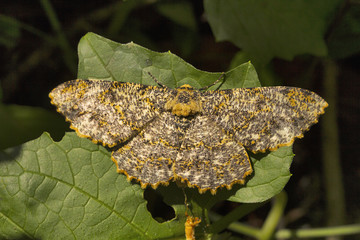 Moth, Aarey milk colony Mumbai