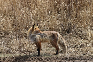 Fototapeta premium Fox